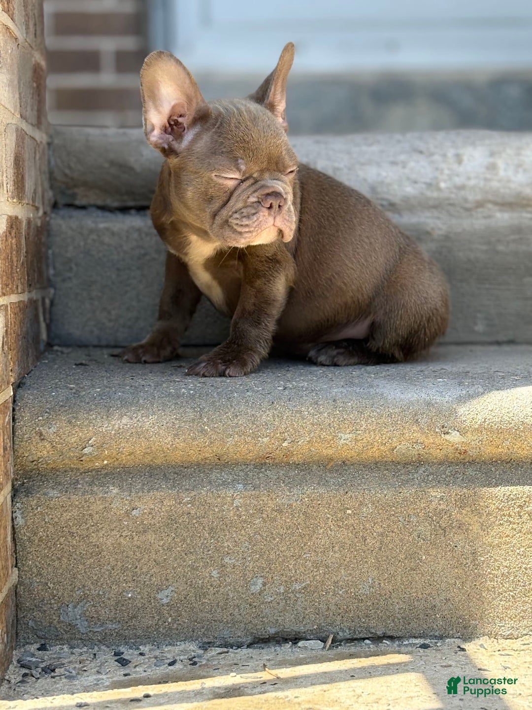 French Bulldog dogs for sale: Crisean boy rojo - Image 2