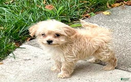 Havapoo dogs for sale: Tiny Saga - Image 1