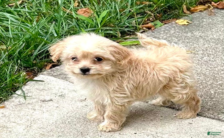 Havapoo dogs for sale - Ad 5