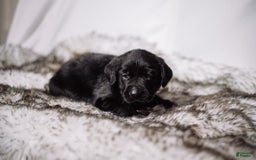 Goldador dogs for sale: Tan - Image 1