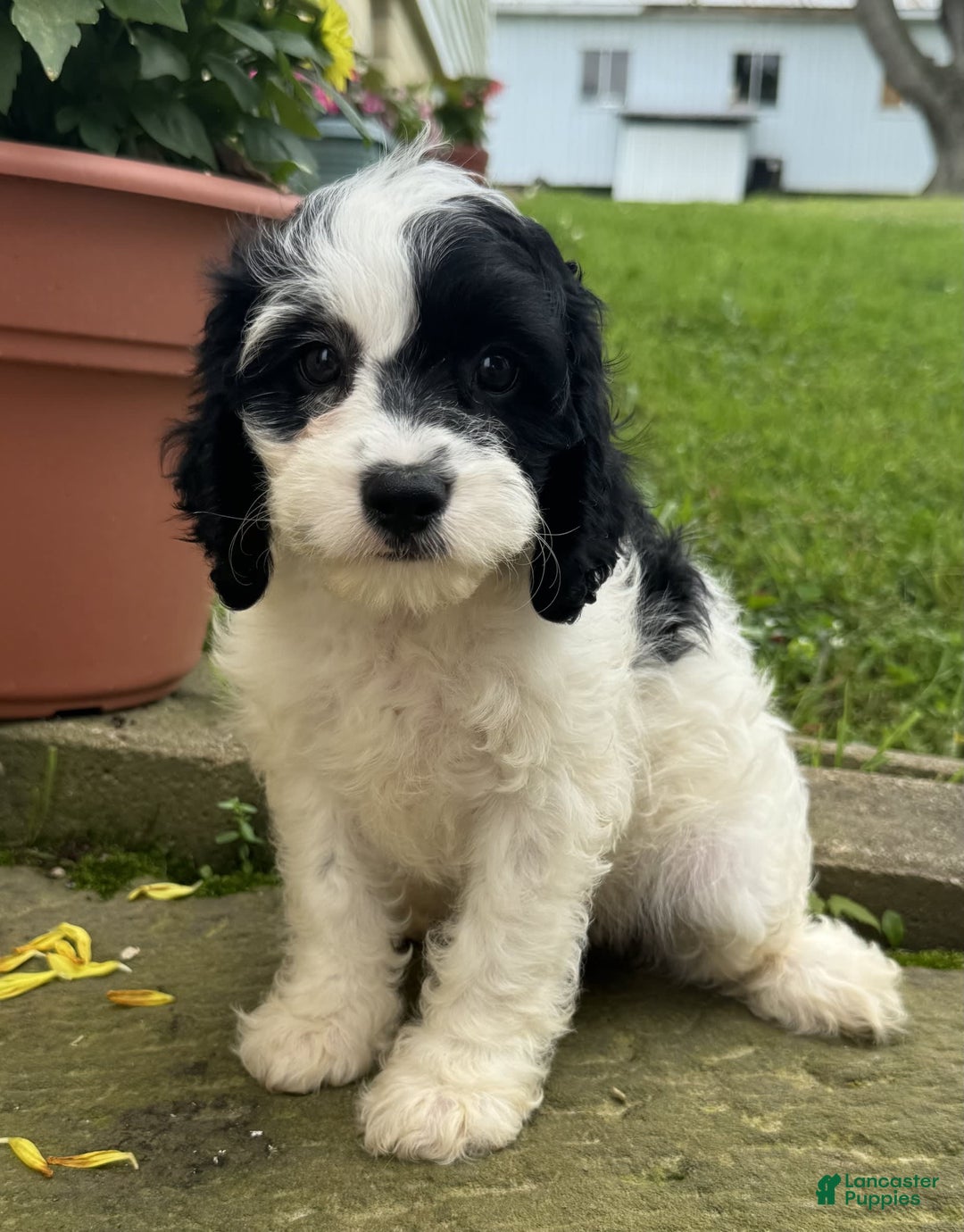 Cavapoo dogs for sale: Cookie - Image 7