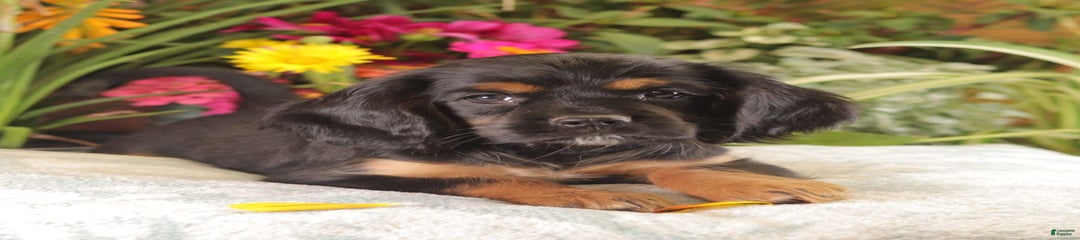 Bruno