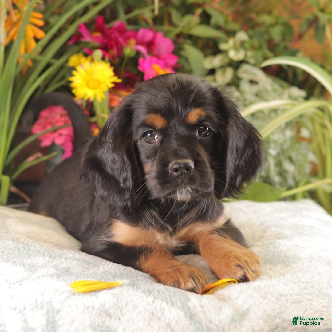 Cockalier dogs for sale: Bruno - Image 2
