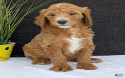 Goldendoodle dogs for sale: Zoey - Image 26