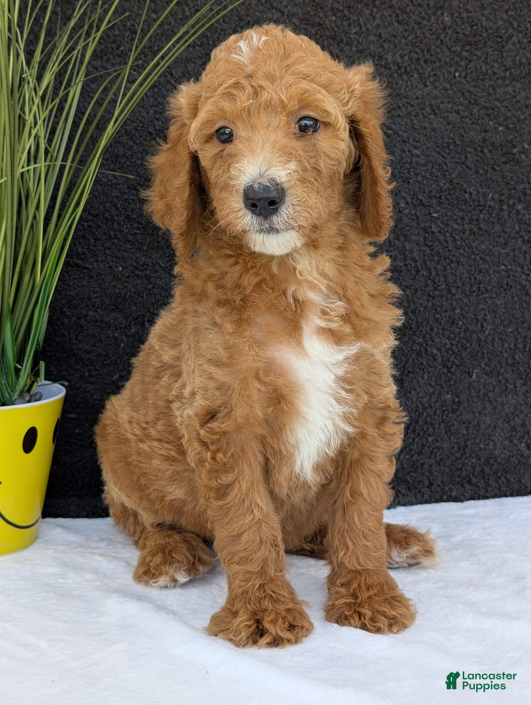 Goldendoodle dogs for sale: Zoey - Image 26