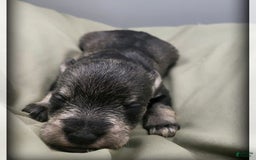 Miniature Schnauzer dogs for sale: Basil - Image 1