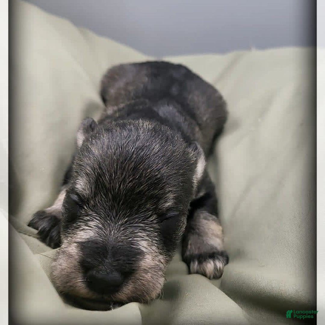Miniature Schnauzer dogs for sale: Basil - Image 1