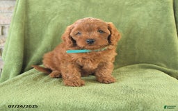 Cavapoo dogs for sale: Caramel - Image 2