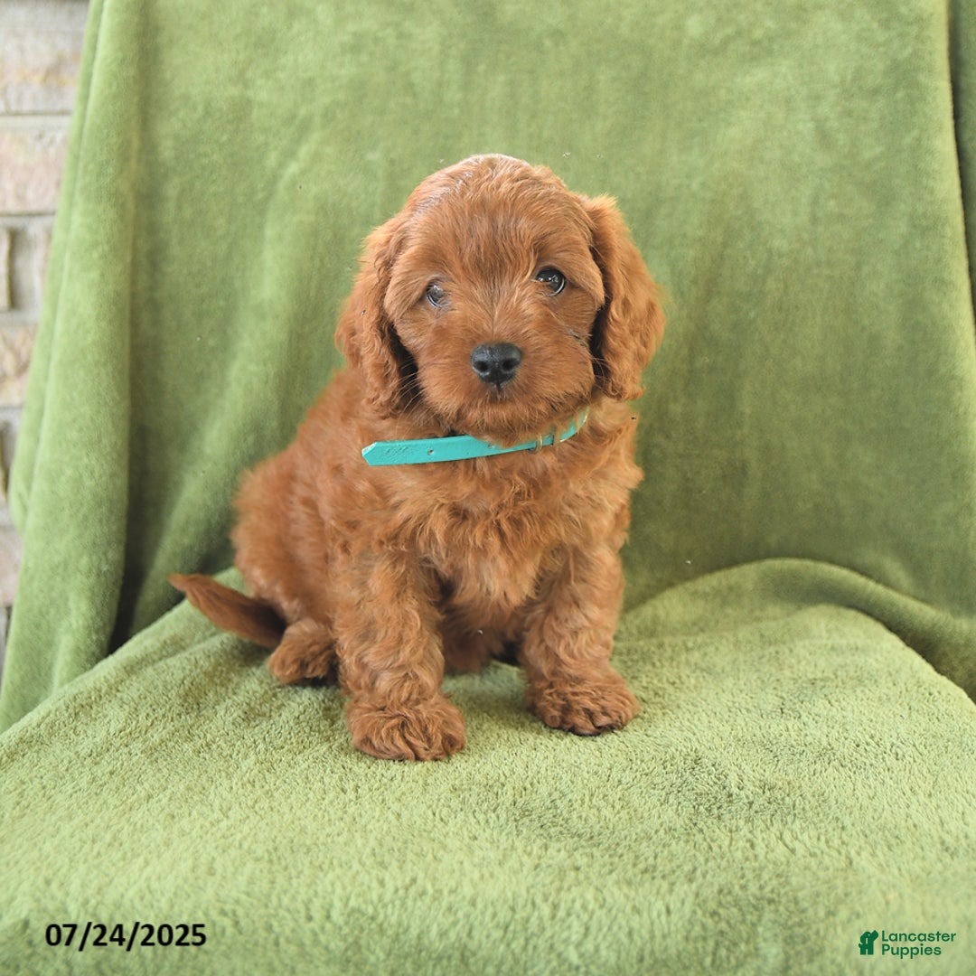 Cavapoo dogs for sale: Caramel - Image 2
