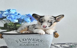 Welsh Corgi Pembroke dogs for sale: Welsh Corgi (Pembroke) 9 puppies - Image 22