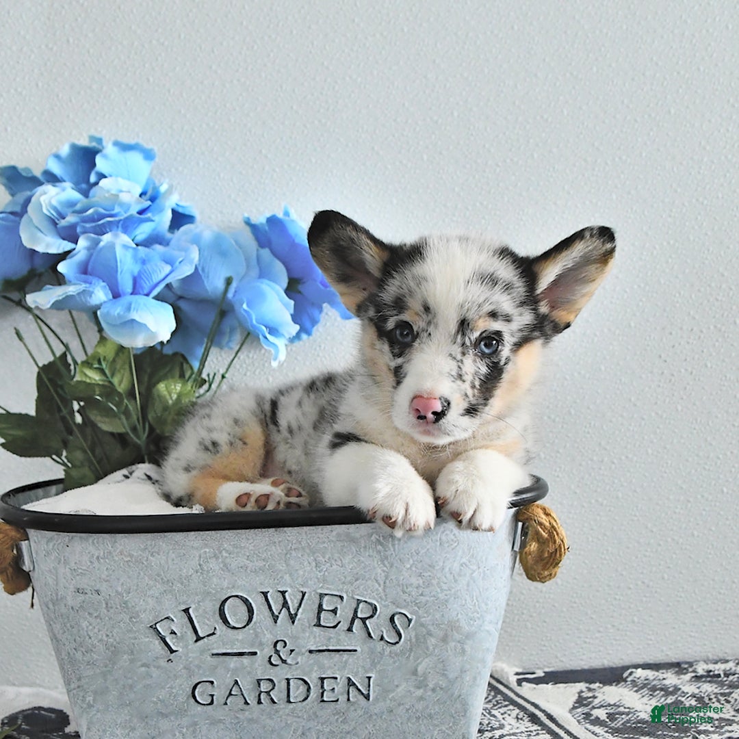 Welsh Corgi Pembroke dogs for sale: Welsh Corgi (Pembroke) 9 puppies - Image 22
