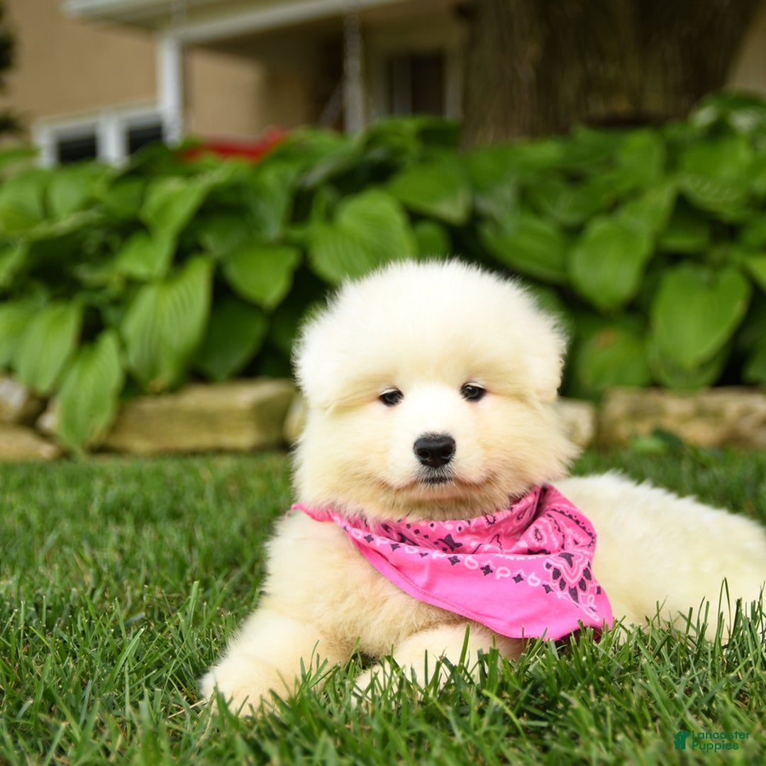 Samoyed dogs for sale: Lavendar - Image 5