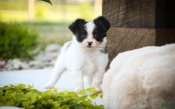 Papillon dogs for sale: Leonardo - Image 5
