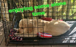 Golden Retriever dogs for sale: Mr. Green 💚 - Image 9