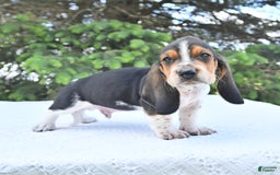 Basset Hound dogs for sale: Victor - Image 5
