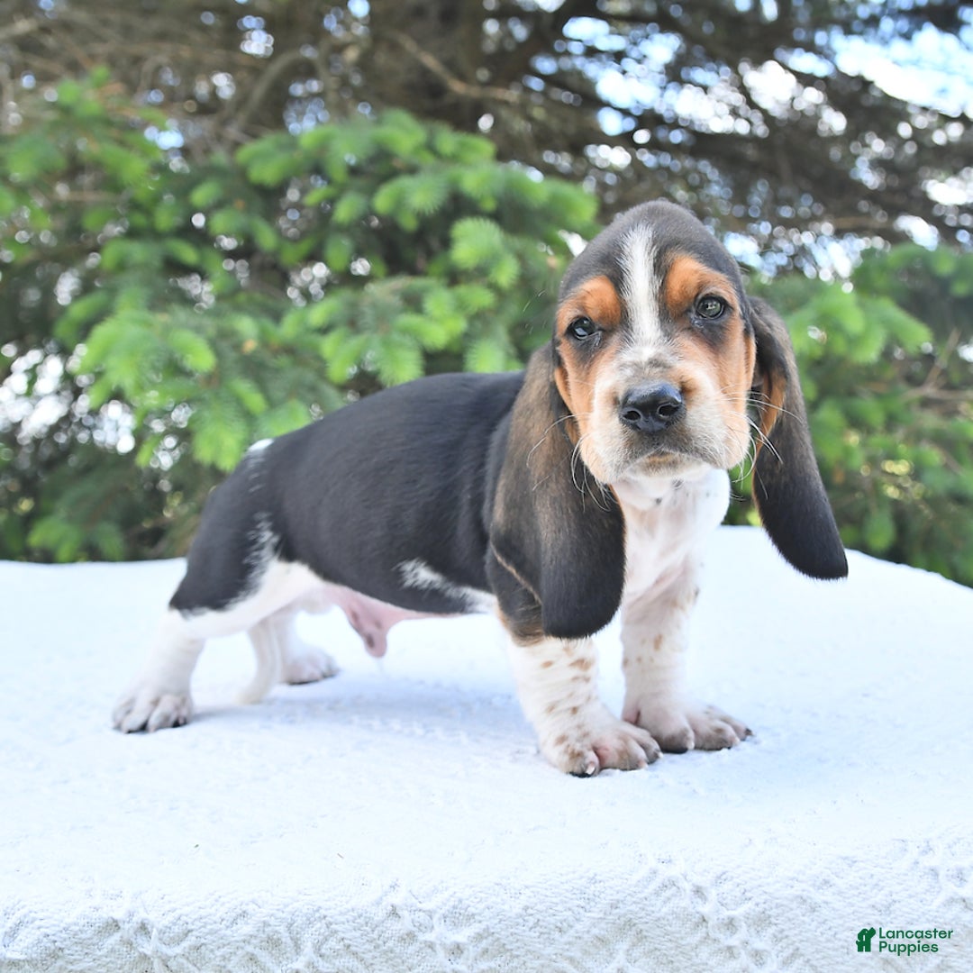 Basset Hound dogs for sale: Victor - Image 5