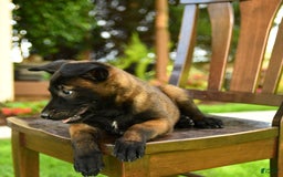 Belgian Malinois dogs for sale: Ada - Image 2