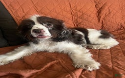 Cocker Spaniel dogs for sale: Black Male 1 - Image 8