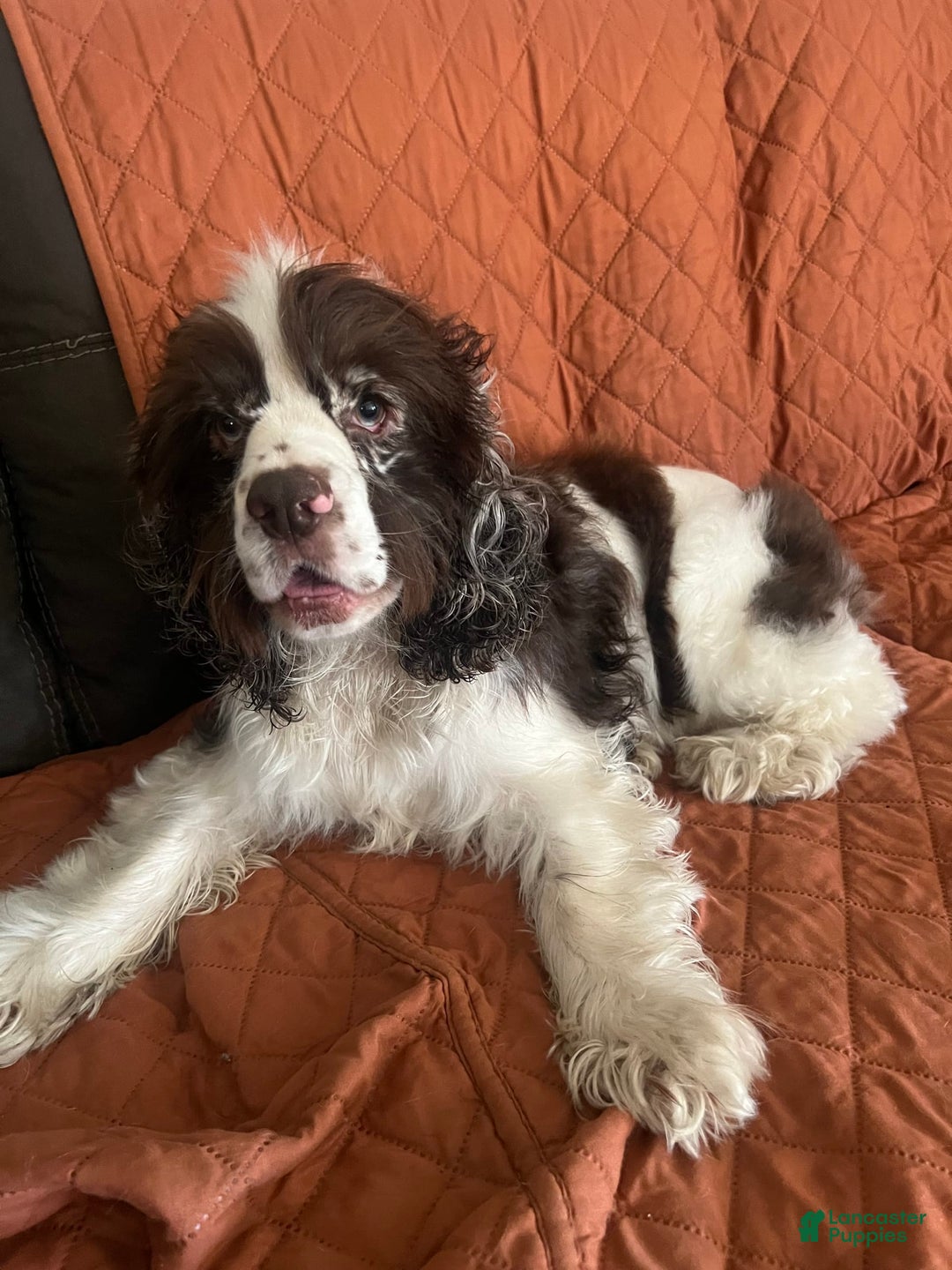 Cocker Spaniel dogs for sale: Black Male 1 - Image 8