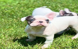 French Bulldog dogs for sale: Piglet - Image 4