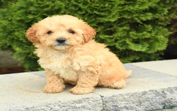Miniature Poodle dogs for sale: Carla - Image 1