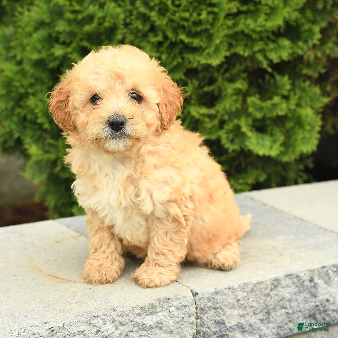 Miniature Poodle dogs for sale: Carla - Image 1