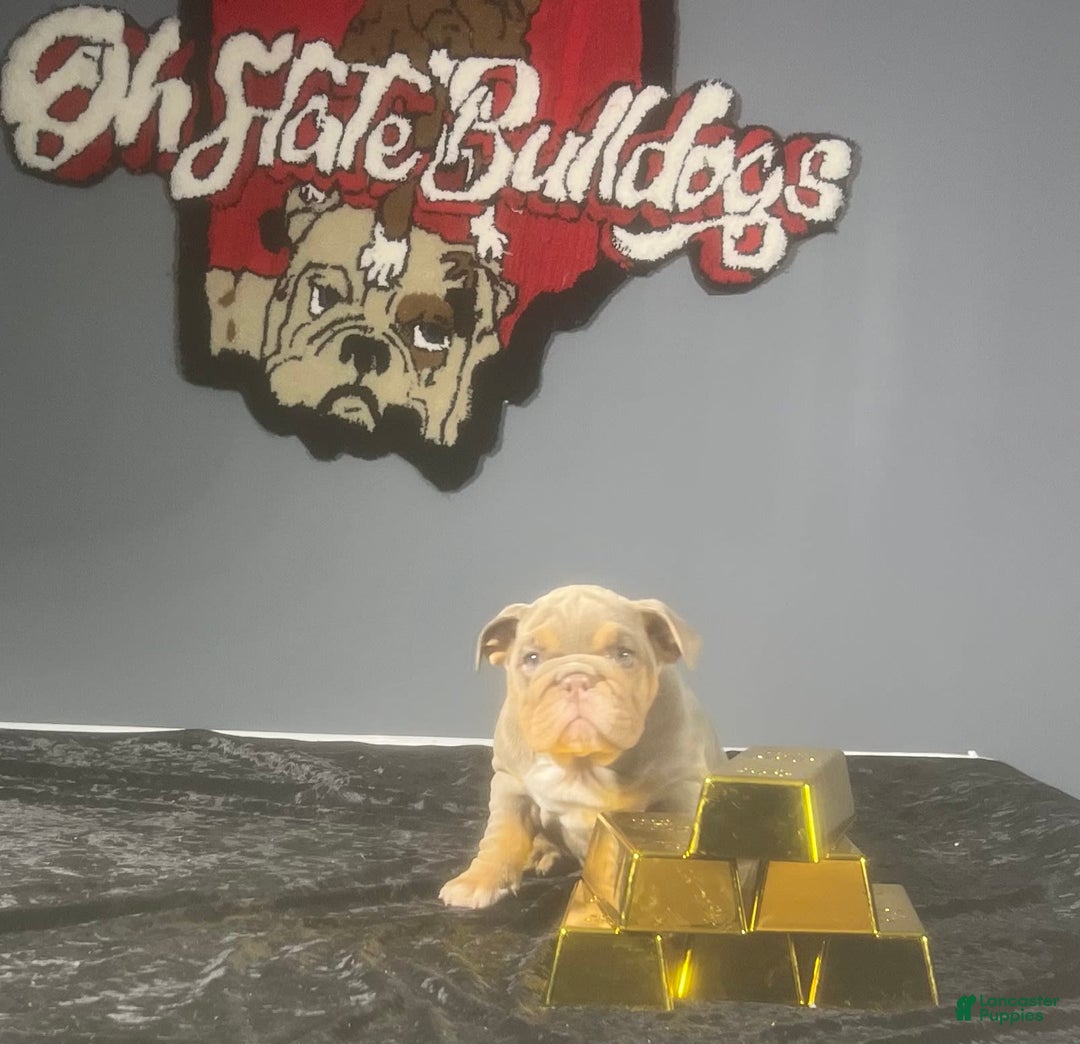 English Bulldog dogs for sale: Sky - Image 3