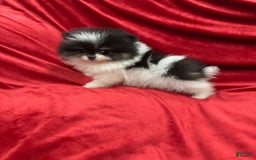 Pomeranian dogs for sale: Minnie - Image 5