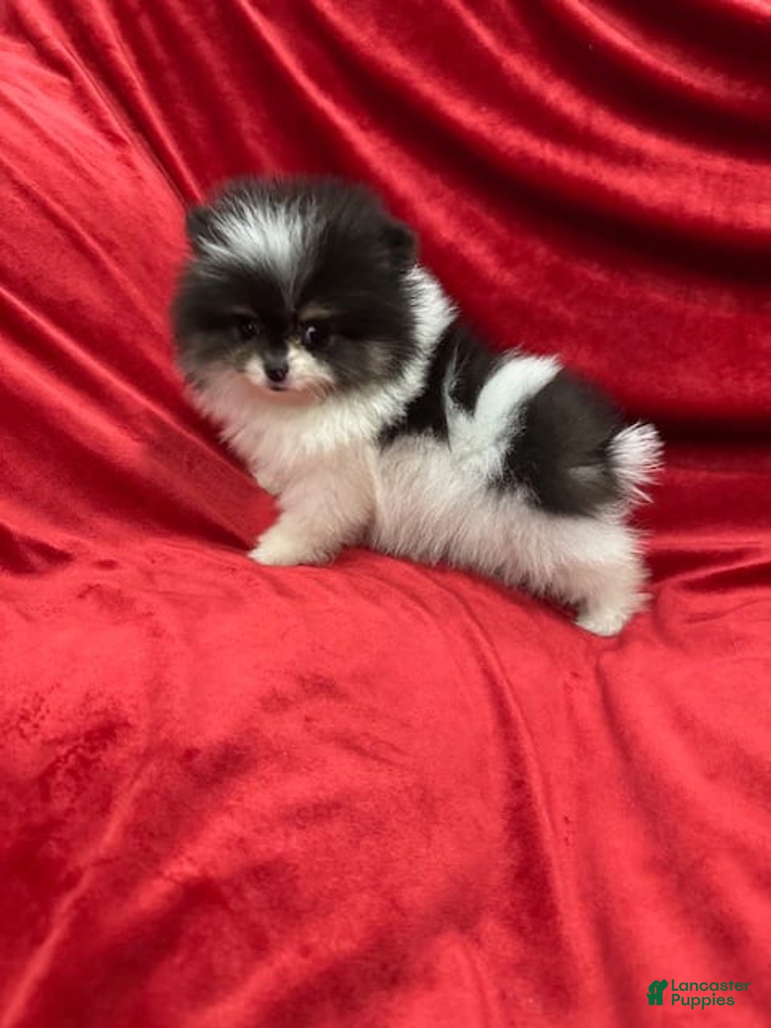 Pomeranian dogs for sale: Minnie - Image 5