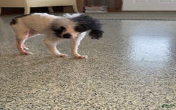 Teddy Bear dogs for sale: Evan - Image 20