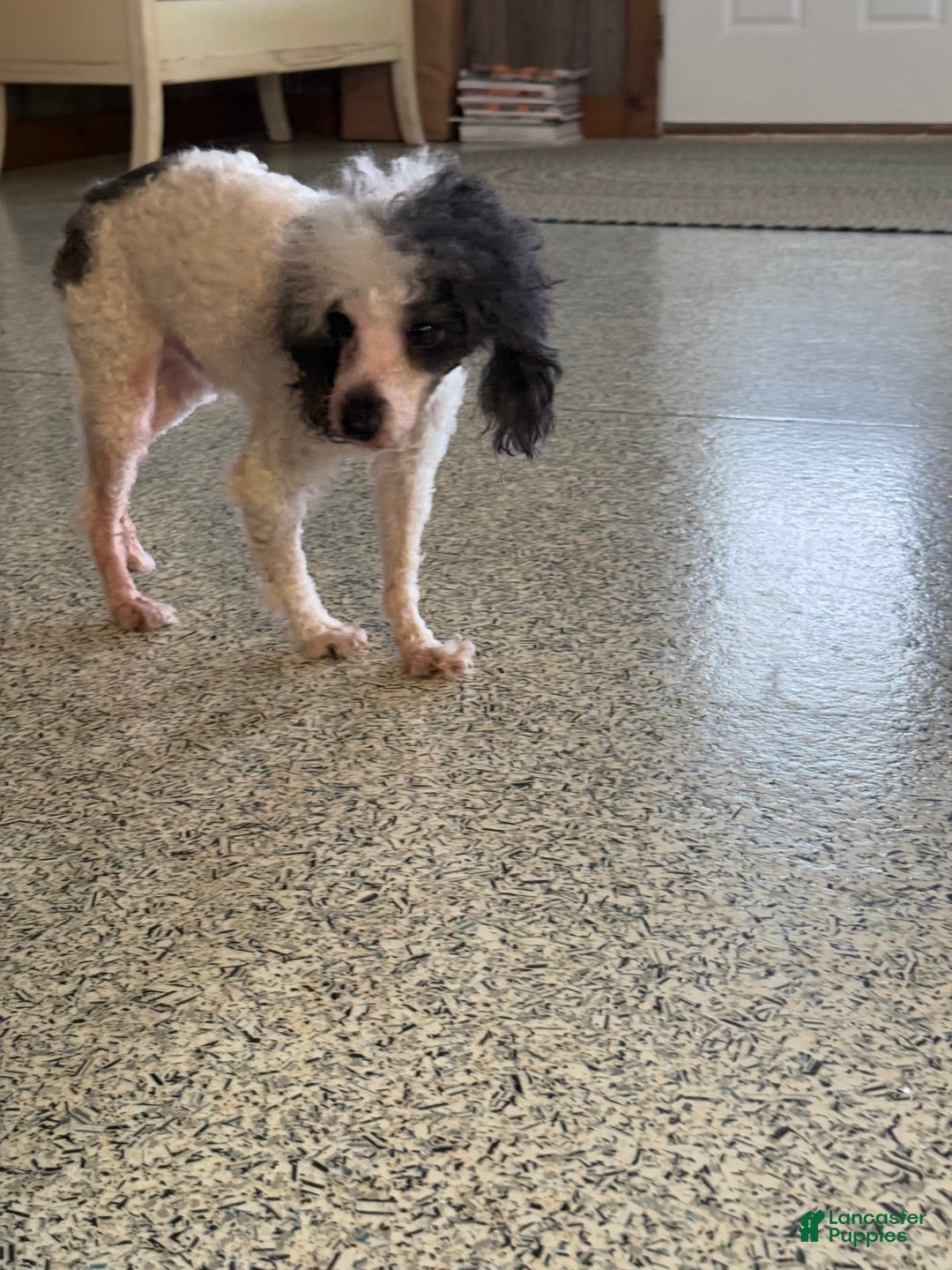 Teddy Bear dogs for sale: Evan - Image 20