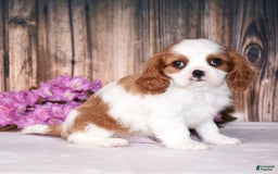 Cavalier King Charles Spaniel dogs for sale: Fritz - Image 4
