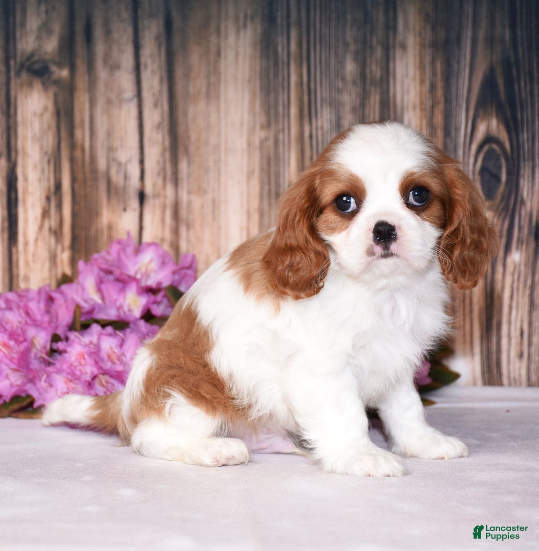 Cavalier King Charles Spaniel dogs for sale: Fritz - Image 4