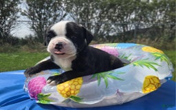 American Bulldog dogs for sale: Matilda - Image 9