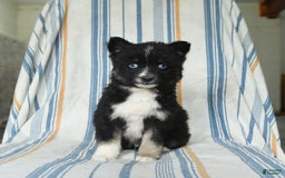 Pomsky dogs for sale: Hudson - Image 5