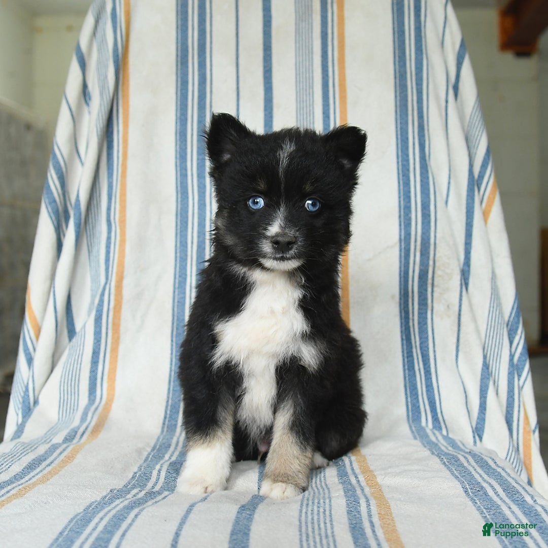 Pomsky dogs for sale: Hudson - Image 5