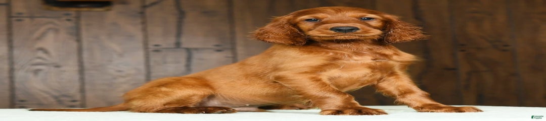 Milo
