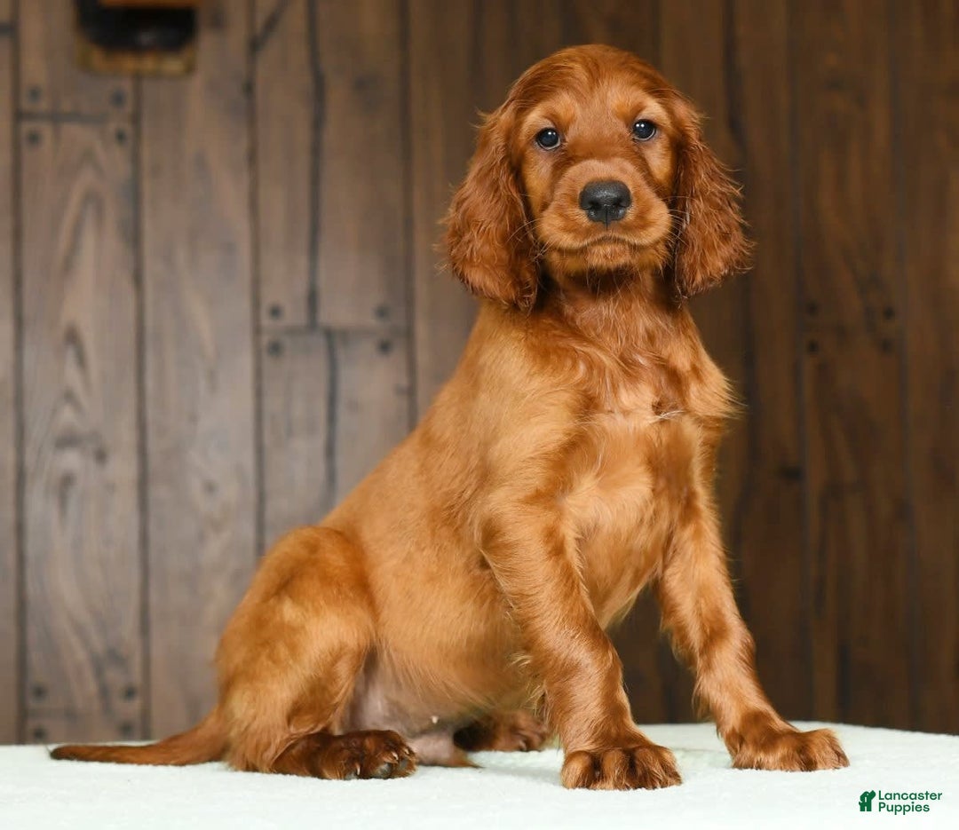 Irish Setter dogs for sale: Milo - Image 9