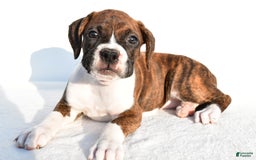 Boxer dogs for sale: Melody - Image 7