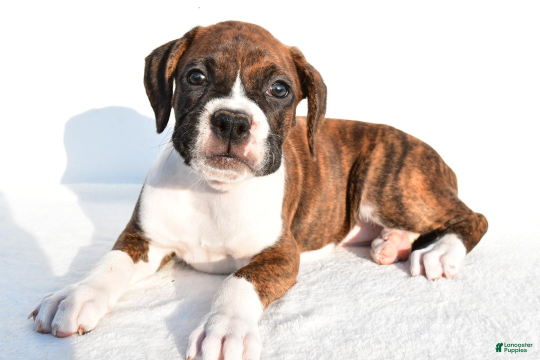 Boxer dogs for sale: Melody - Image 7
