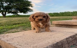 Cocker Spaniel dogs for sale: Mitch - Image 1