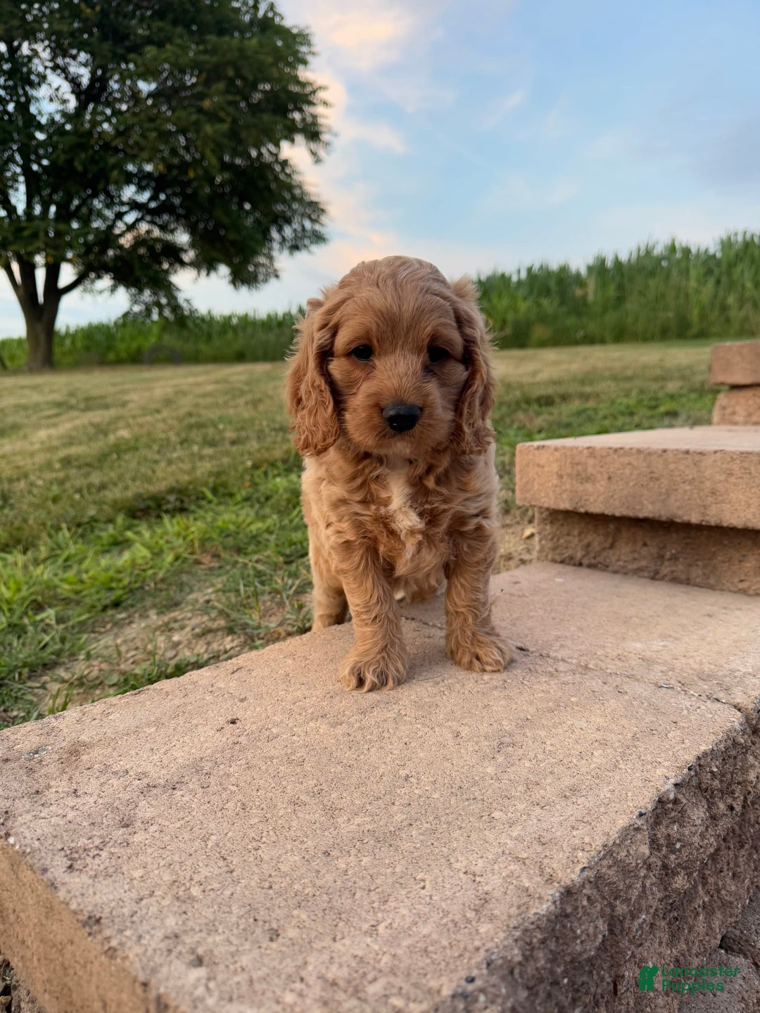 Cocker Spaniel dogs for sale: Mitch - Image 1