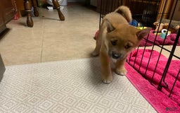 Shiba Inu dogs for sale: Bud - Image 1