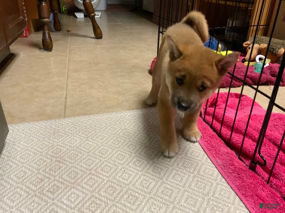 Shiba Inu dogs for sale: Bud - Image 1