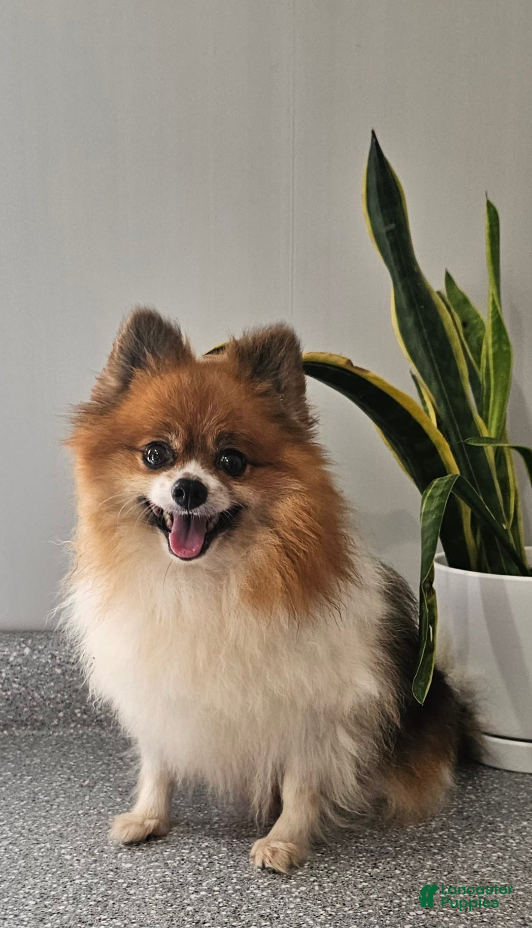 Pomeranian dogs for sale: Cuddles - Image 1