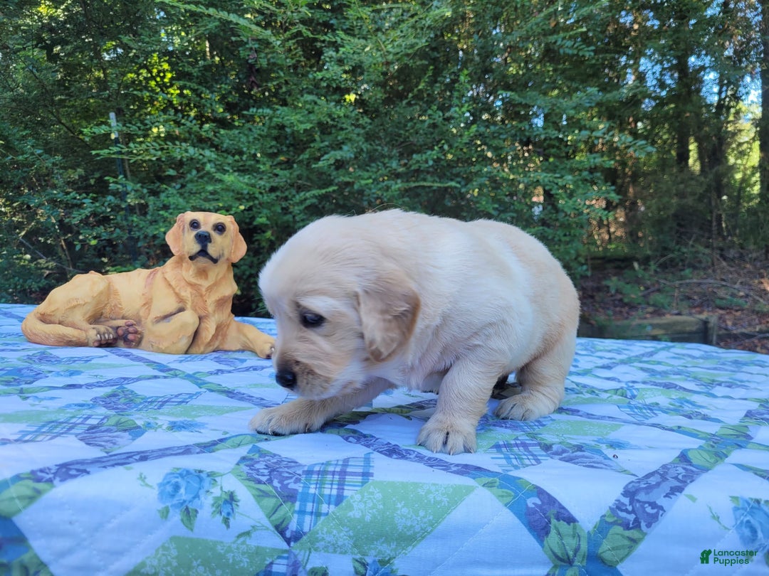 Golden Retriever dogs for sale: JOEY - Image 10