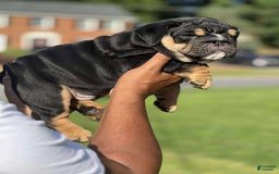 English Bulldog dogs for sale: Tank - Image 5