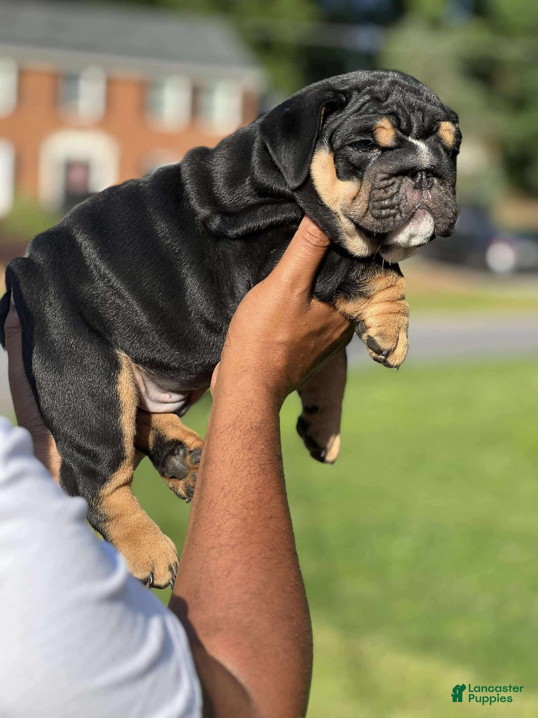 English Bulldog dogs for sale: Tank - Image 5