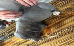Cane Corso dogs for sale: Diana - Image 1