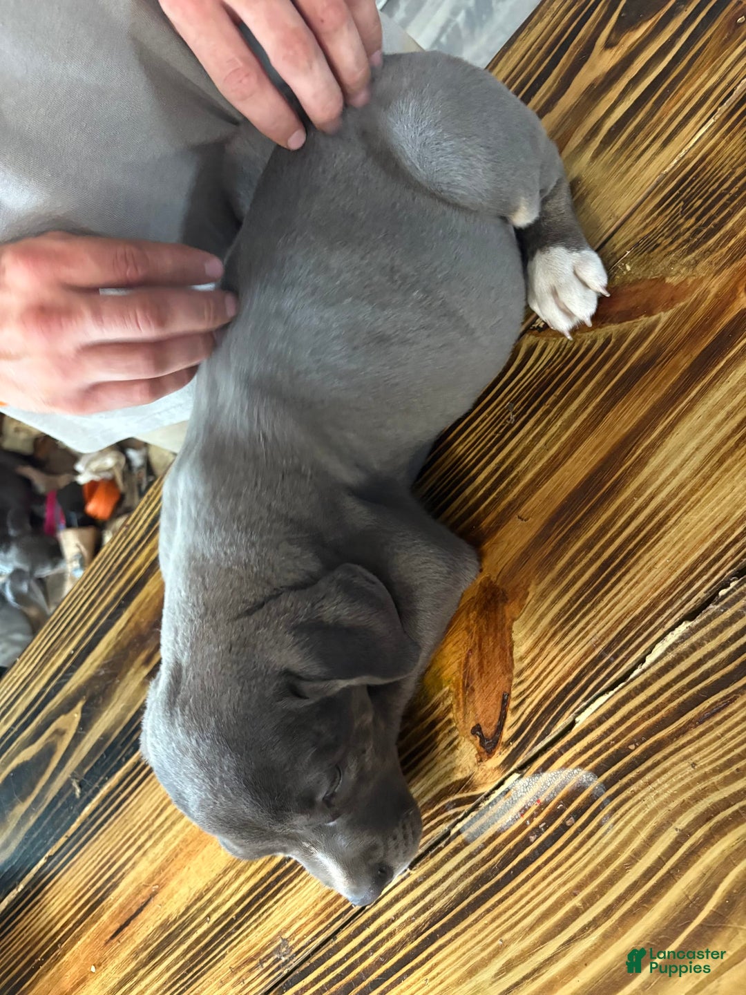 Cane Corso dogs for sale: Diana - Image 1